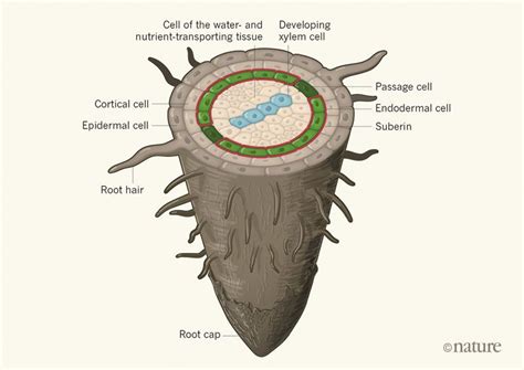 Water Conducting Tissues Inside Plant Roots Are Surrounded By
