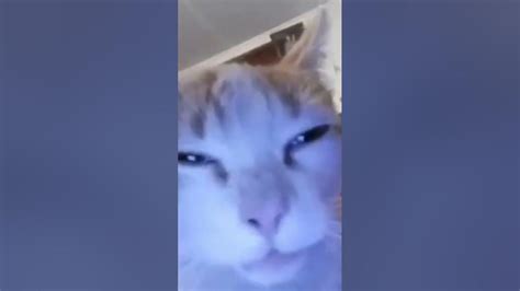 Vibin Cat Memes Foryou Trending Cat Youtube