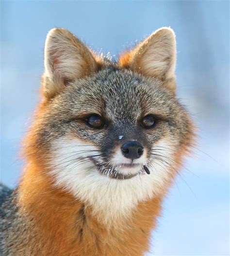 Grey Fox Fox Wild Dogs