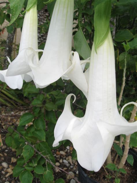 Angels Trumpet My Plant I Grow These From Seeds Angel Trumpet