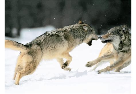 Fighting Wolves In The Snow Download Free Vector Art Stock Graphics