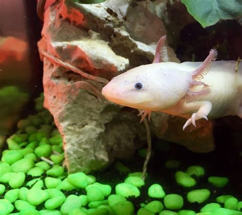Axolotl Archives Science In The News