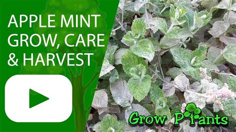 Apple Mint Grow Care And Harvest Mentha Suaveolens Youtube