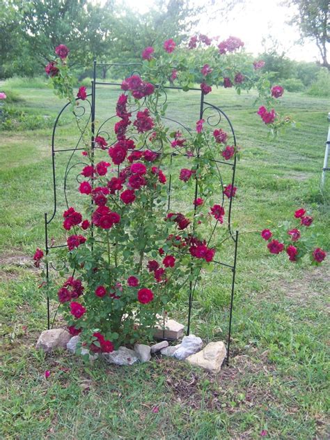 They are often used for privacy and are often made out of wood or metal. 1000+ images about Rose trellis on Pinterest | Rose ...