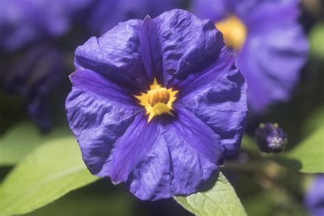Macro View Of A Purple Flower With Yellow Center—solanum R Flickr