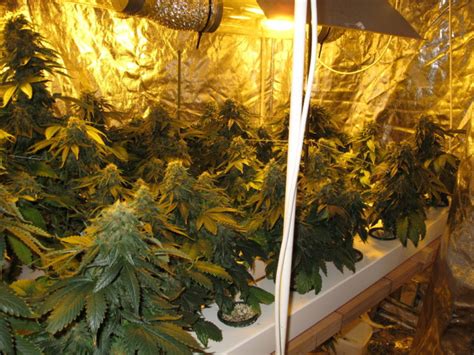 Hydroponic System For Weed 101 Everything You Need To Know Learn