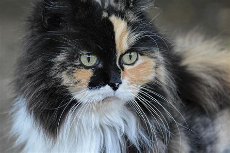 Long Haired Calico Cat 061120155908 Photograph By Wildbird Photographs