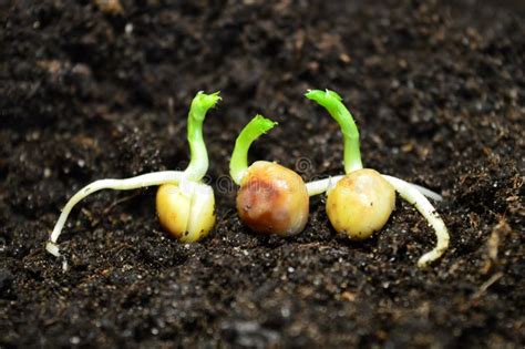 Germinated Pea Seeds Stock Image Image Of Ground Germinated 92860117