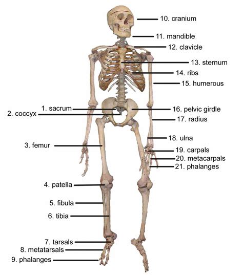 They also provide for the attachment of muscles, and help us move around. Major Bones Of The Human Skeleton Anatomy | MedicineBTG.com