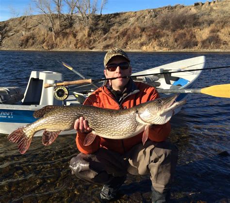 Kansas City Angler Catches Monster Northern Pike On Bighorn River In