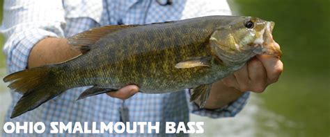 Fly Fishing For Smallmouth Bass Ohio Fly Fishing Lessons