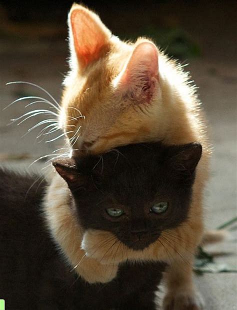 Trend Populer 36 Cute Baby Cats Hugging