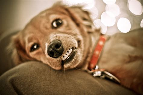 Terpopuler 21 Funny Animal Desktop For Wallpaper Dog