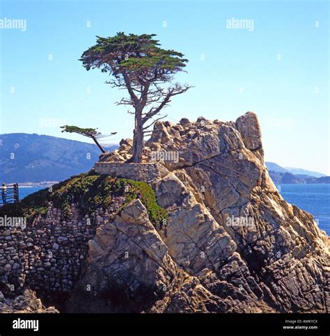The Lone Cypress Tree On The Famous 17 Mile Scenic Drive Between Carmel