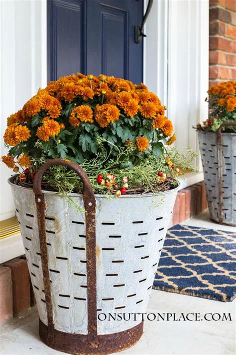 Fall Mums In Olive Buckets On Sutton Place