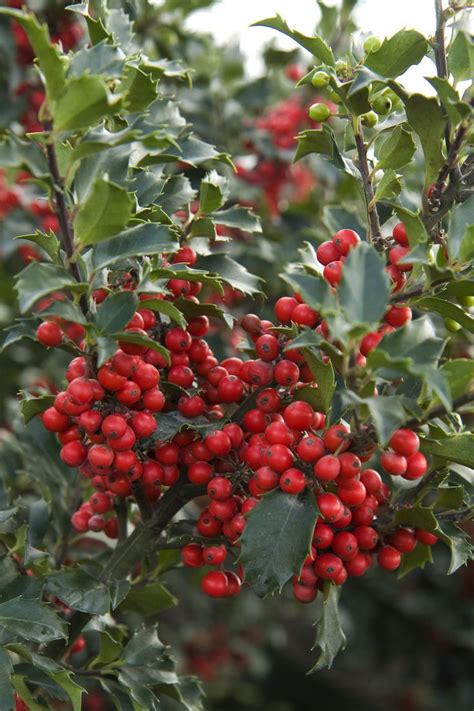 Delay planting if soil is waterlogged or frozen. Berri-Magic® Royalty Holly Combination | Winter shrubs ...