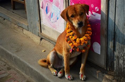 Premium Photo Kukkur Tihar Or Kukur Dogs In Diwali Festival Of Lights