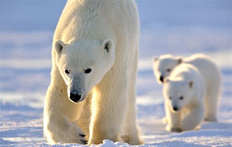 Arctic Safari Canada Guide To Iconic Wildlife And Landscapes Arctic