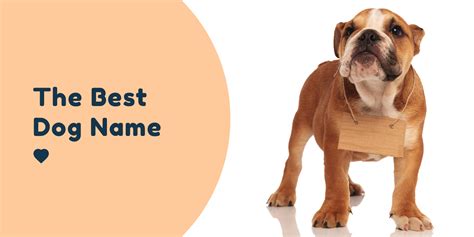 Choosing The Best Dog Name Pet Connect Nz