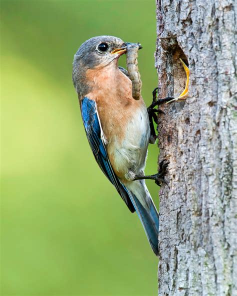 Eastern Bluebird Audubon Field Guide