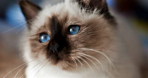 Названы лучшие породы кошек для дома. Фото hronika.info