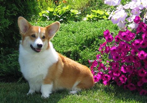 Find corgi puppies for sale with pictures from reputable corgi breeders. Pembroke Welsh Corgi - Puppies, Rescue, Pictures ...