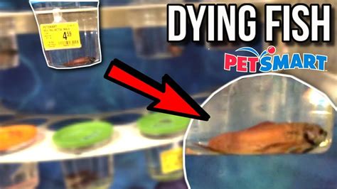 These Betta Fish Are Dying At Petsmart Petsmart Vlog Youtube
