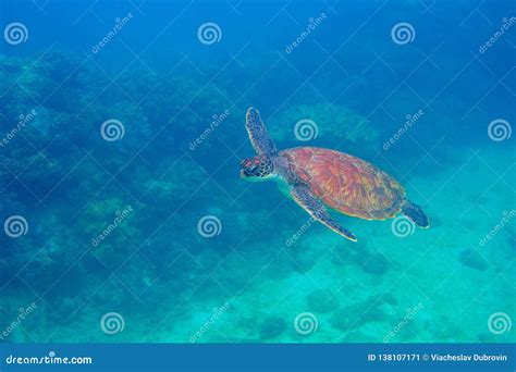 Sea Turtle Swimming Undersea Exotic Marine Turtle Underwater Photo
