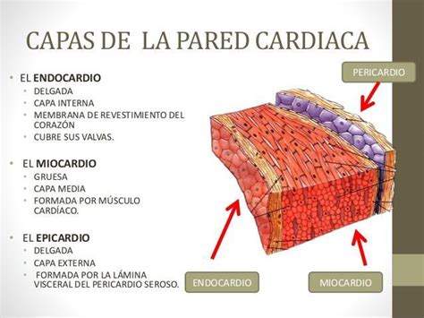 Nombra Y Explica Las Capas Que Componen La Pared Cardiaca Qu Es El Pericardio Brainly Lat