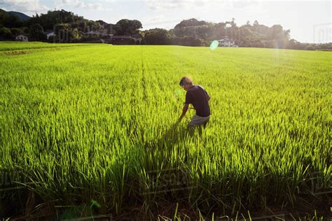 Η forever living products προσφέρει µια απλή λύση στην «γρήγορη διατροφή», µε τo fields of greens. A rice farmer standing in a field of green crops, a rice ...