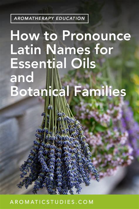 How To Pronounce Latin Names For Essential Oils And Botanical Families