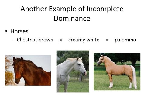 Codominance is easy to spot in plants and animals that have more than one pigment color. Codomiance In Genetics Refers To: / Master Frameset / Codominance is easy to spot in plants and ...