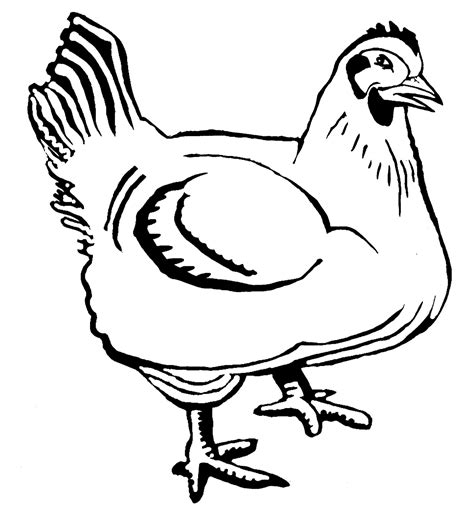 Ayam Hitam Putih Brazil Network