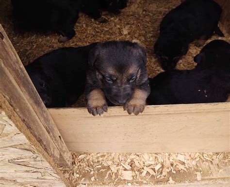 Because this breed can have joint issues, keep your. German Shepherd puppies for sale - Petclassifieds.com