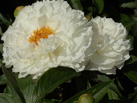 E' apprezzata come pianta ornamentale in giardini e aiuole, fiorisce da giugno a luglio. Fiori Bianchi Con Centro Giallo / Gelsomino Fiori Bianchi ...