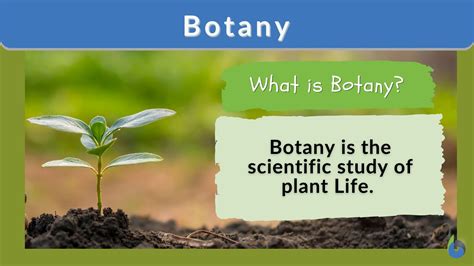 Botany Definition And Examples Biology Online Dictionary