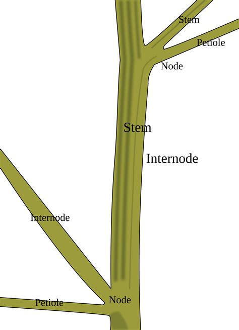 Collection Of Stem Of A Plant Png Pluspng