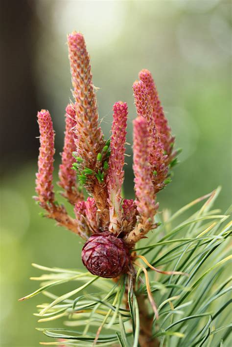 Unfortunately the pinus parviflora 'glauca' that had the original broom was no longer alive in their garden but it's cool that we now have a little piece in ours. Photo #57407 | Pinus parviflora 'Tanima-no-yuki' | plant lust
