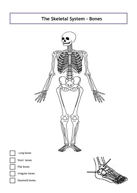 Long Bone Diagram Unlabeled Skeletal System Diagrams For Labeling