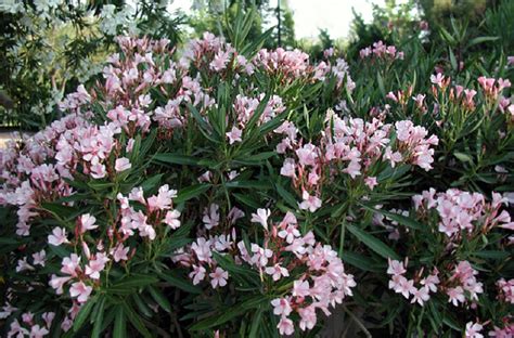 Oleander Pink Standard Sierra Vista Growers