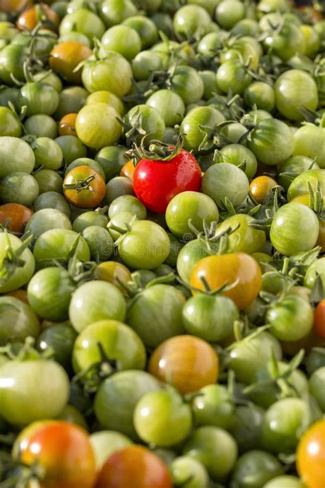 Many Red Cherry Tomatoes Stock Image Image Of Plant 59610547
