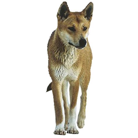Dingo Dog Breed Information Continental Kennel Club