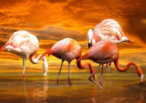 Exotic Flamingos Framed Prints