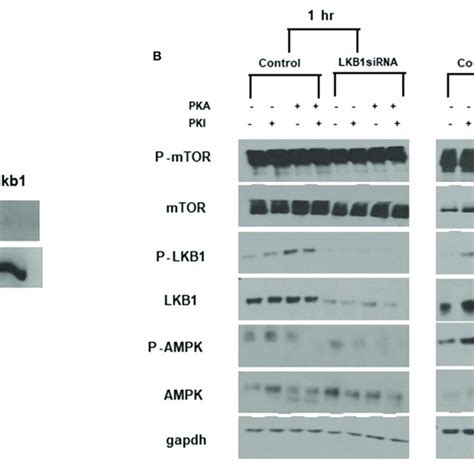 (PDF) PKA Activates AMPK Through LKB1 Signaling in Follicular Thyroid ...