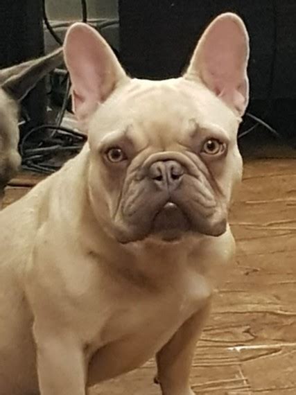 Who doesn't love the lilac fawn french bulldogs? at Lilac Fawn French Bulldog For Stud | Salford, Greater ...