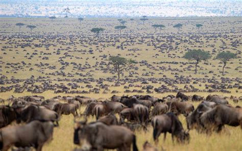 The Great Migration In Kenya Started Early This Year — But That Might
