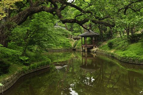 An Afternoon In Changdeokgungs Secret Garden Seoul South Korea