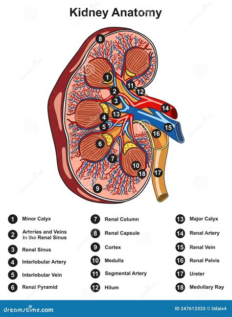 Human Anatomy Diagram Organs Kidneys