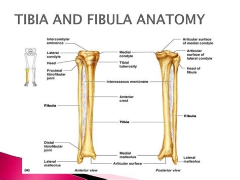 Tibia And Fibula Diaphysis Ankle And Foot Injuries