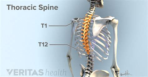Thoracic Spine Definition Back Pain And Neck Pain Medical Glossary